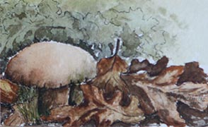 Garden Corner #4 by Wendy Griffiths - No 5 in a series