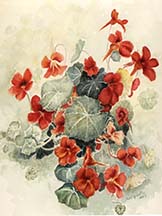 Nasturtiums by Wendy Griffiths