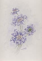 Scabious by Wendy Griffiths